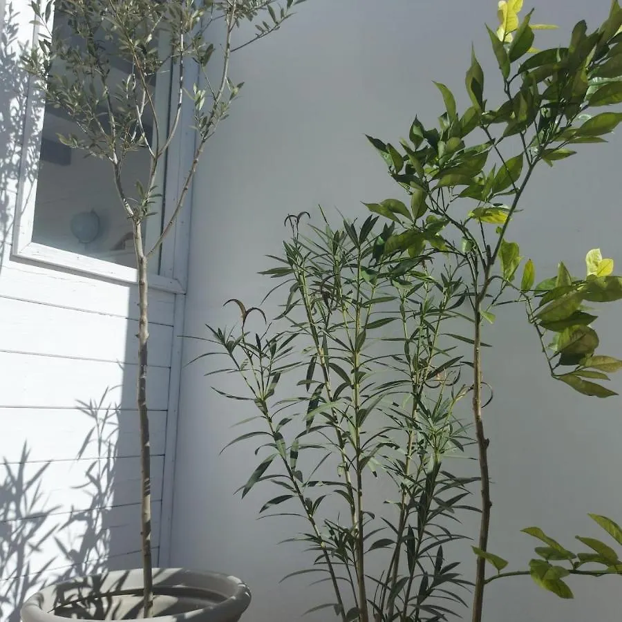 Apartamento Entre Catedrales Terrace Sevilla